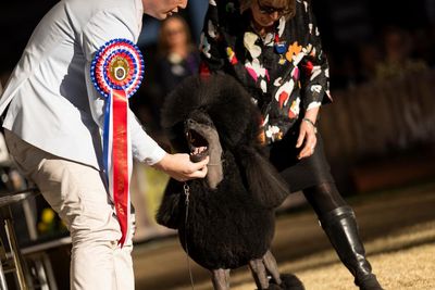 Sit, stay, slay: Anton the poodle named best in show at Sydney’s Royal Easter Show