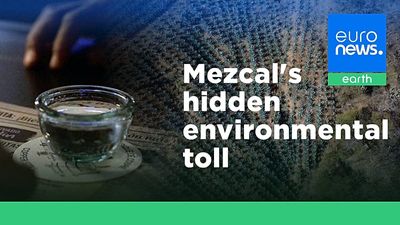 ‘Mezcal is a way of life’ for Mexican communities – but its popularity is costing the earth