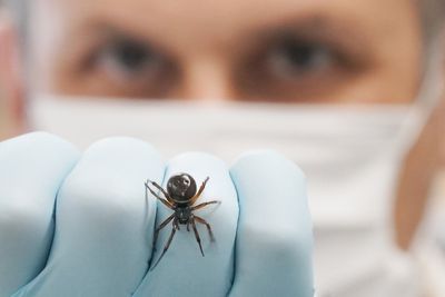 ‘Most dangerous spider’ in Britain behind rise in hospital admissions