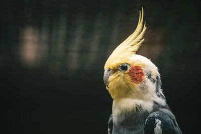 Cockatiel Care: Essential Vitamins and Minerals for Optimal Health