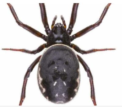 'Most dangerous' spider in Britain found in Buckingham Palace gardens as it spreads across London
