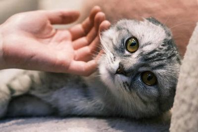 Scottish Fold Cats: Special Nutritional Care for Joint Health