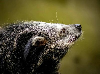 Binturong (Bearcat): A Rainforest Rarity with a Popcorn Scent Pet Potential or Not?