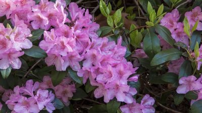 What to Do With Rhododendron in April – The Simple Spring Tasks That Keep It Healthy and Full of Blooms