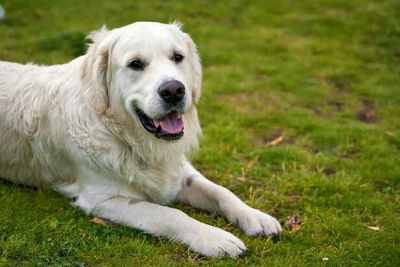 Dog Wellness Tips That Every Owner Must Know