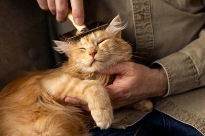 5 Secret Cat Care Tips Every New Owner Must Know