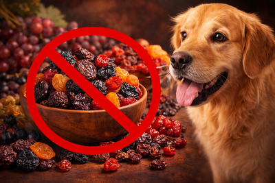 7 Dangerous Dried Fruits Your Dog Must Avoid