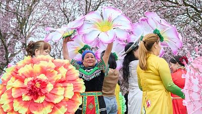 Cherry Blossom Festival in Berlin attracts many tourists this spring
