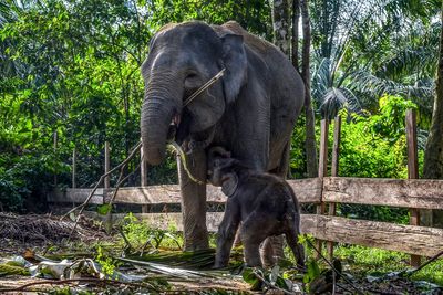 Elephant tramples 69-year-old man to death at Malaysian oil plantation