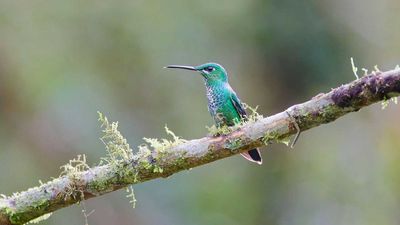 A Safe Perching Spot is the Secret to Attracting More Hummingbirds to Your Yard – and Compact Trees Are the Perfect Pick