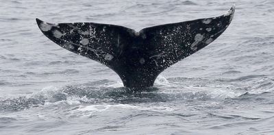 Gray whales are dying in San Francisco Bay at an alarming rate – this isn’t normal