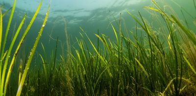 ‘Protected’ seagrass meadows aren’t necessarily healthy – because pollution doesn’t stop at the shoreline