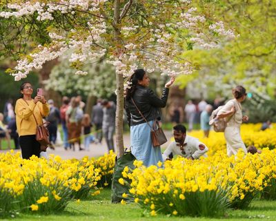 Spring flowers bloom in England after mix of hot and cold weather creates ideal conditions