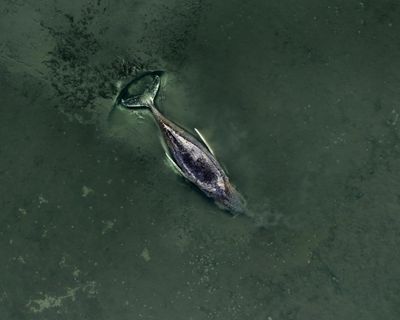 ‘We are totally out of our depth’: experts say whale stranded in Baltic is beyond saving