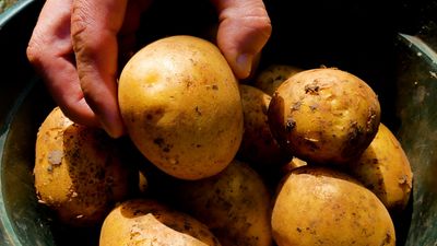 The ‘Survival’ Garden: 7 Essential Crops Every Budget Gardener Needs Now