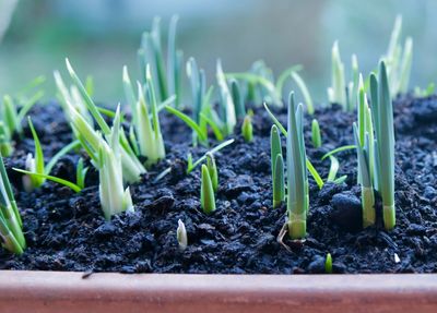 How to Grow $500 Worth of Salad Greens in a $2 Plastic Window Box