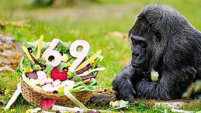 Germany marks 69th birthday of zoo’s oldest gorilla