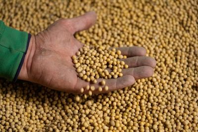 Takeaways from AP and Lee's report on how soybean farmers were impacted by tariffs, Iran war