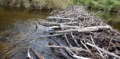 Do beaver dams really make flooding worse? Research casts doubt on beavers as flood culprits