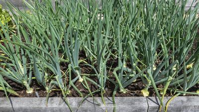 What to Do With Onions in April for Large Bulbs and Pest-Free Plants