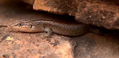 Meet kungaka – ‘the hidden one’. This ancient lizard could be the rarest reptile in Australia