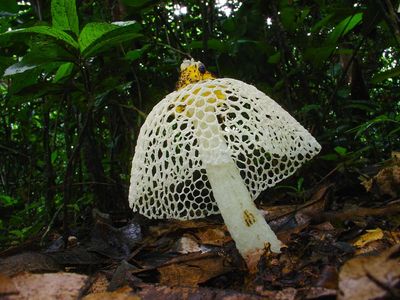 ‘Without them there is no life’: the race to understand the mysterious world of Africa’s fungi
