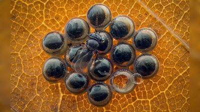 This macro photographer uses a technique you need to try – 32 images later, he revealed extraordinary hidden detail now recognized in prestigious close-up photo challenge