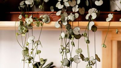 What Your String of Hearts Plant Actually Needs in April to Help it Thrive Throughout Spring