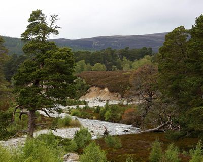 MSPs not told about collapse of funding deal for Scottish nature restoration