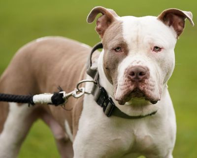 ‘Huge’ increase in kennelling and vet spending by police after XL bully ban