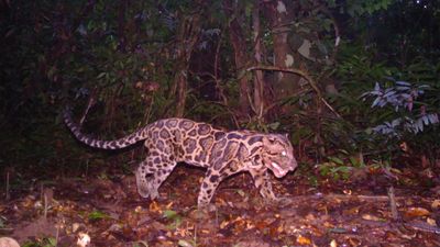 13 camera traps, 6.5 years, and 1 rare clouded leopard: Photography once again helps wildlife conservation as researchers set a record for the longest a single animal has been studied
