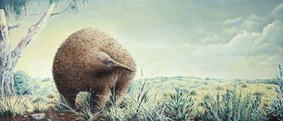 Giant echidnas weighing 15kg roamed Victoria – and the evidence was hiding in plain sight