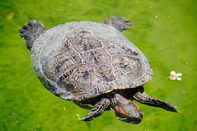 Common Nutritional Deficiencies in Pet Turtles and How to Avoid Them