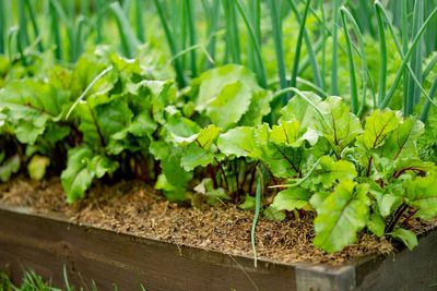 What is ‘companion planting’ and how can it help you grow veggies?