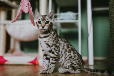 Why Is the Bengal Cat Considered Dangerous?