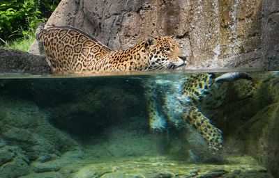 First 'cloud jaguar' sighted in a decade raises conservation hopes in Honduras