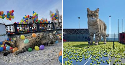 26 New Photoshop Edits By This Artist That Imagine Cats As Giant Rulers Of Our World