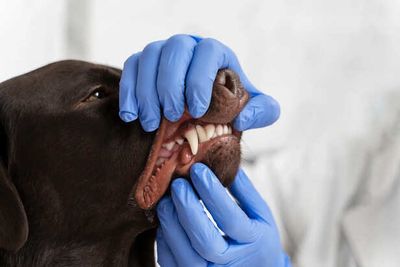 6 Hidden Signs Your Dog Needs Dental Care