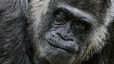Oldest gorilla in captivity celebrates 69th birthday in Berlin Zoo
