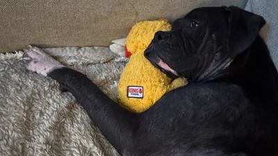 Florida animal shelter causes outrage after claiming to be full for local dogs, then they imported ‘more desirable’ puppies from Georgia