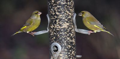 How to feed your garden birds without spreading disease