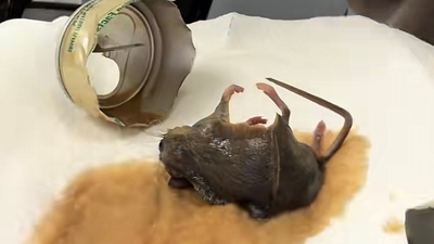 Starbucks Faces Massive Backlash After Woman Claims She Found Fully Intact Mouse Inside Sealed Double Shot Energy Can