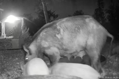 Invasive feral hogs are showing up in Texas neighborhoods for the first time as residents beg city leaders for help: report