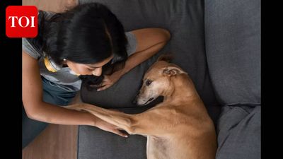 UK pet law explained: Why dog owners face bigger legal risks than cat owners