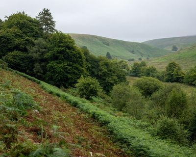 My friend and I saw a big cat on Exmoor in 1982