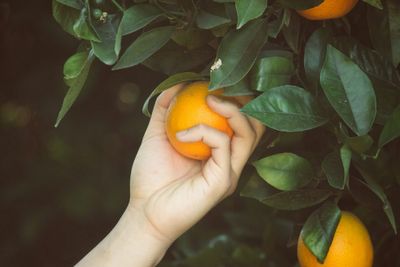 The Orchard Hack: How to Grow Fruit Trees from Grocery Store Scraps