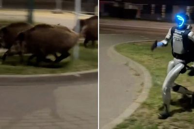 Humanoid robot chases wild boars across Poland parking lot