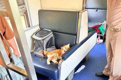 Cat unfairly blamed for 7-hour train delay