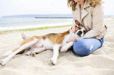 How to Handle Heatstroke in Pets