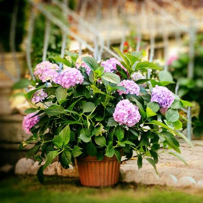 These 6 dreamy hydrangea varieties are perfect for pots and will transform small gardens and outdoor spaces with a cloud of blooms